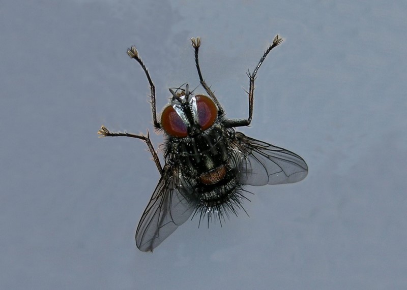 Sarcophagidae o Tachinidae?